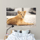 Portrait of beautiful lioness Wall Mural