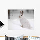 Snowshoe Hare Wall Decal