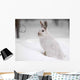 Snowshoe Hare Wall Decal