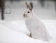 Snowshoe Hare Wall Decal