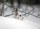 Snowshoe Hare Hiding Wall Decal