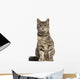 European Shorthair (6 months old) sitting Wall Decal