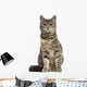 European Shorthair (6 months old) sitting Wall Decal