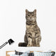 European Shorthair (6 months old) sitting Wall Decal