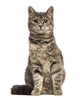 European Shorthair (6 months old) sitting Wall Decal
