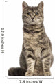 European Shorthair (6 months old) sitting Wall Decal