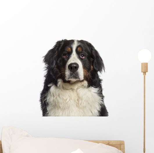 Headshot Bernese Mountain Dog