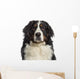 Headshot Bernese Mountain Dog