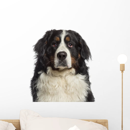 Headshot Bernese Mountain Dog