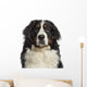 Headshot Bernese Mountain Dog