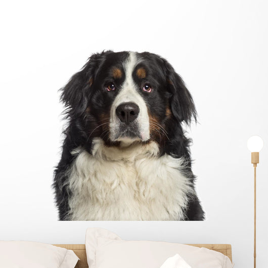 Headshot Bernese Mountain Dog