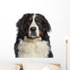 Headshot Bernese Mountain Dog