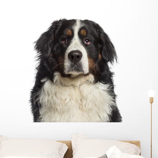 Headshot Bernese Mountain Dog