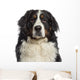 Headshot Bernese Mountain Dog