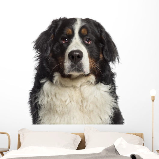 Headshot Bernese Mountain Dog