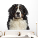 Headshot Bernese Mountain Dog