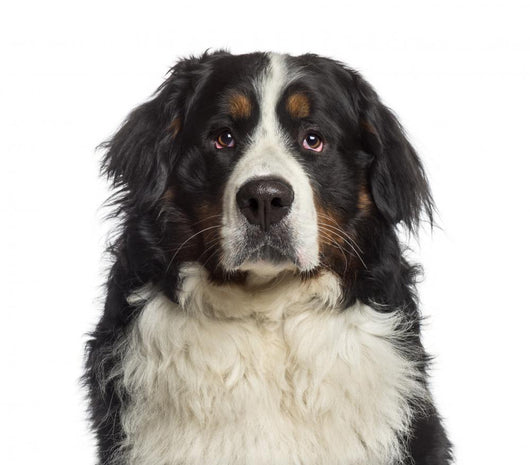 Headshot Bernese Mountain Dog