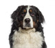 Headshot Bernese Mountain Dog