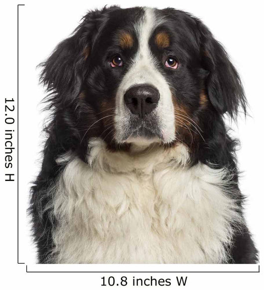 Headshot Bernese Mountain Dog