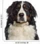 Headshot Bernese Mountain Dog