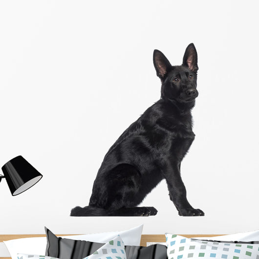Side German Shepherd Dog