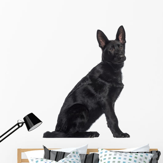 Side German Shepherd Dog