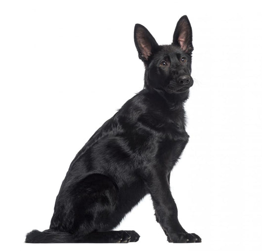 Side German Shepherd Dog