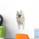 German Spitz Panting 18