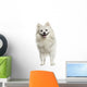 German Spitz Panting 18