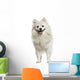 German Spitz Panting 18