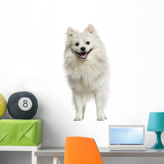 German Spitz Panting 18