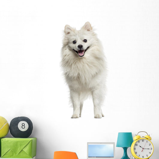 German Spitz Panting 18