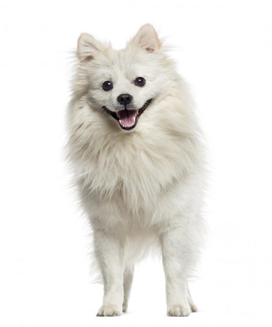German Spitz Panting 18