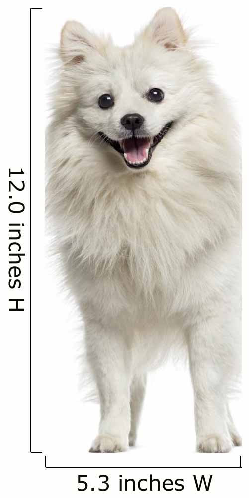 German Spitz Panting 18