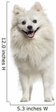 German Spitz Panting 18
