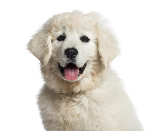 Headshot Polish Tatra Sheepdog