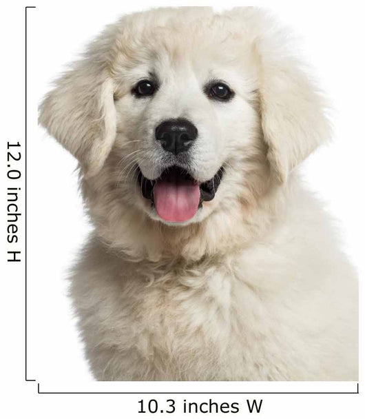 Headshot Polish Tatra Sheepdog
