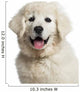 Headshot Polish Tatra Sheepdog
