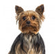 Headshot Yorkshire Terrier