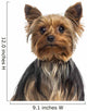 Headshot Yorkshire Terrier