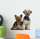 Two Yorkshire Terrier