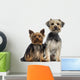 Two Yorkshire Terrier