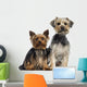 Two Yorkshire Terrier