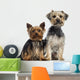 Two Yorkshire Terrier