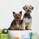 Two Yorkshire Terrier