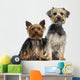 Two Yorkshire Terrier
