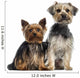 Two Yorkshire Terrier