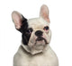 Headshot French Bulldog 9