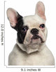 Headshot French Bulldog 9