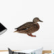Female Mallard with Clipping